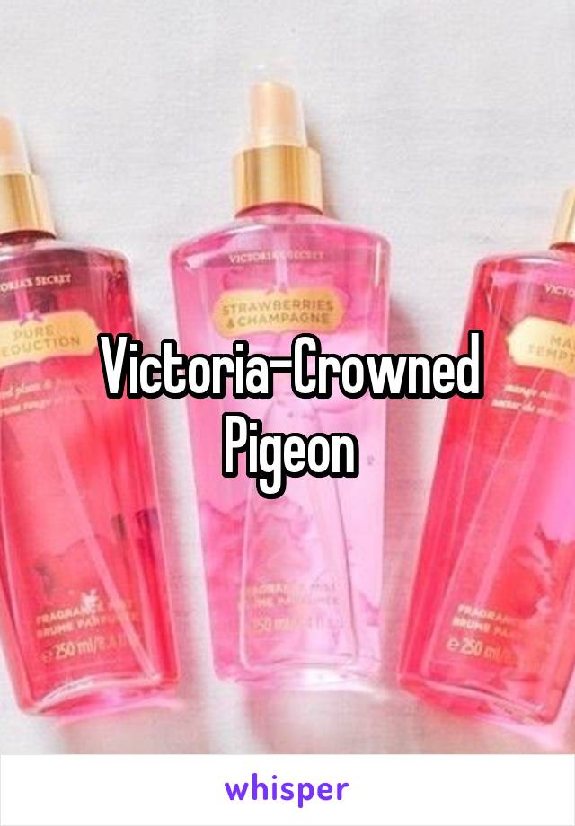 Victoria-Crowned
Pigeon