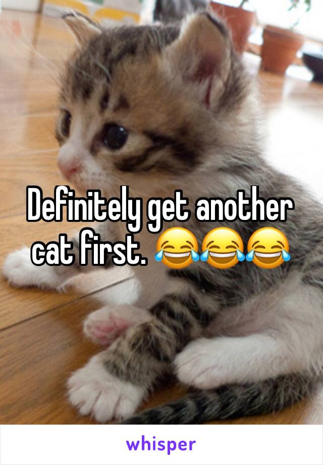 Definitely get another cat first. 😂😂😂