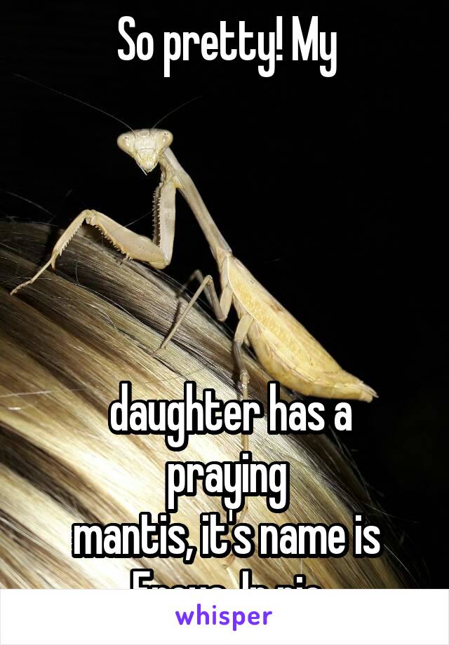 So pretty! My





 daughter has a praying
mantis, it's name is Freya. In pic