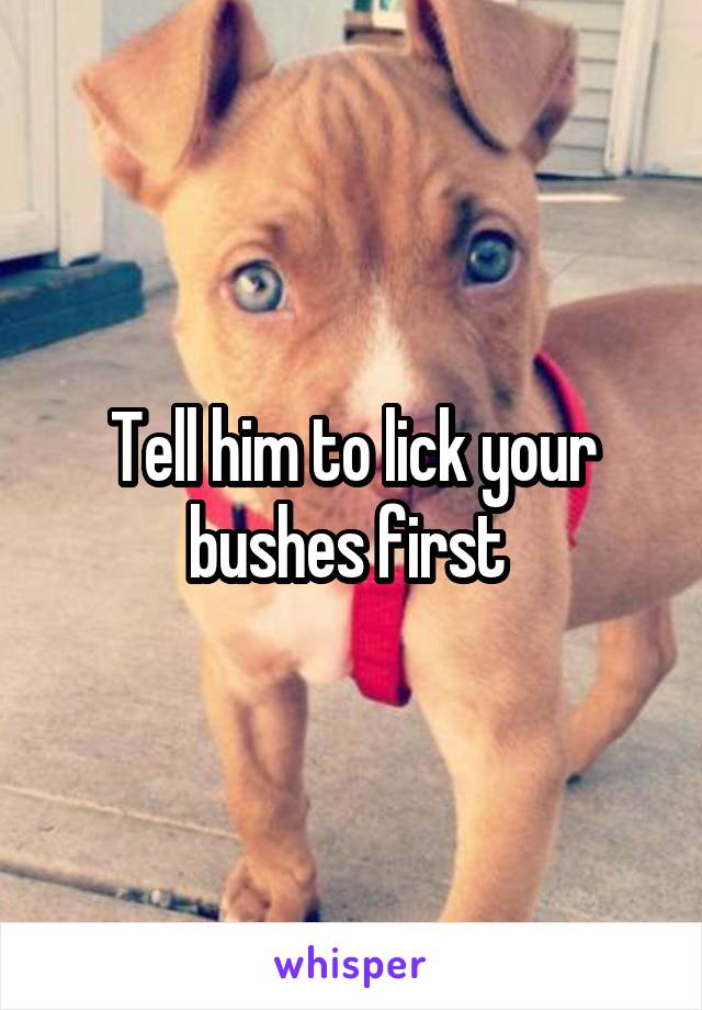 Tell him to lick your bushes first 
