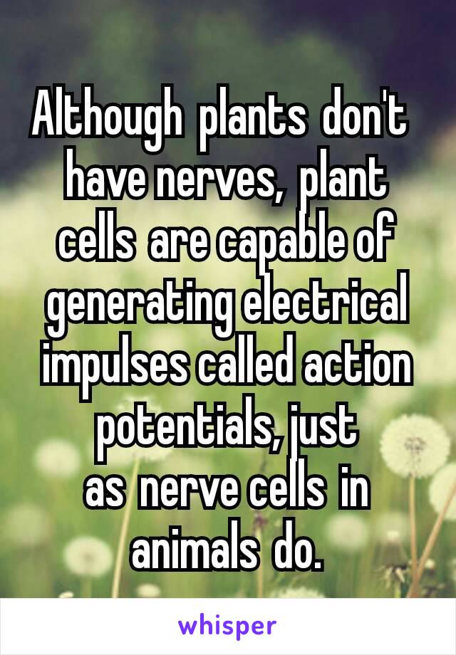 Although plants don't have nerves, plant cells are capable of generating electrical impulses called action potentials, just as nerve cells in animals do.