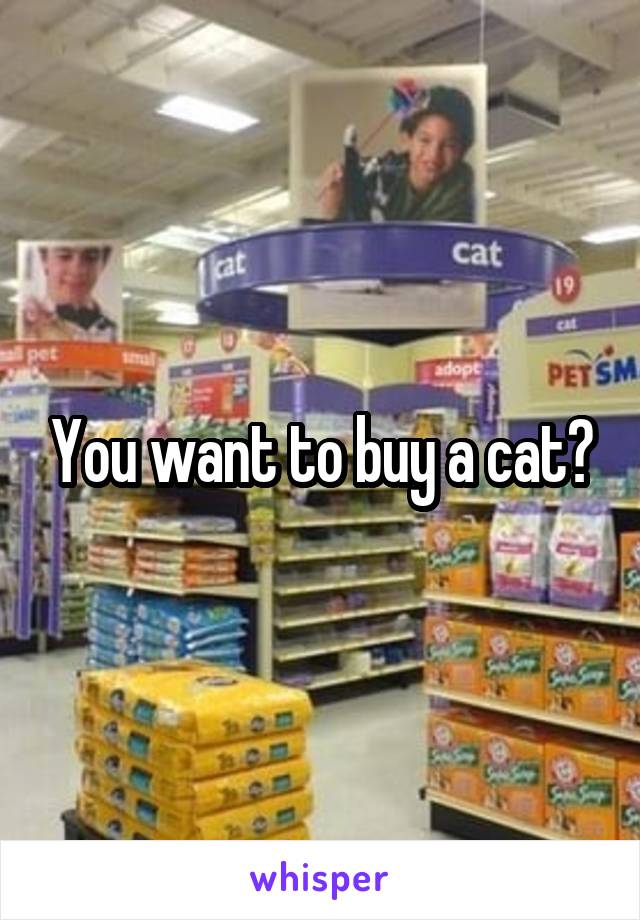 You want to buy a cat?