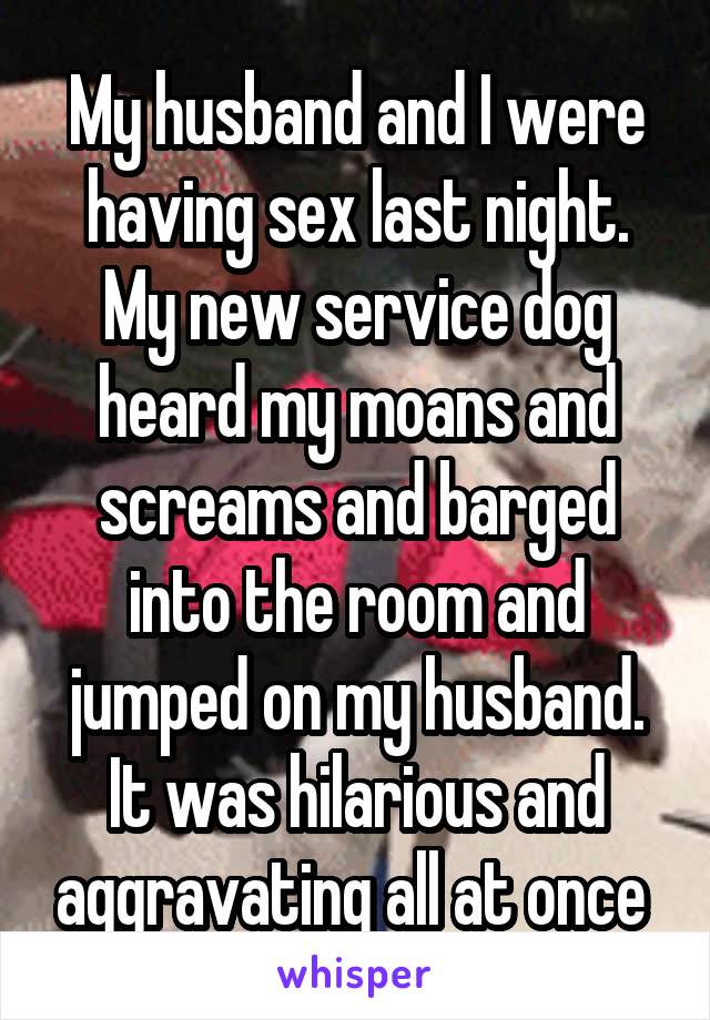 My husband and I were having sex last night. My new service dog heard my moans and screams and barged into the room and jumped on my husband. It was hilarious and aggravating all at once 