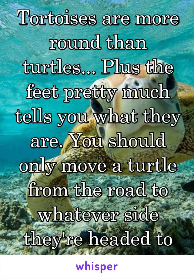 Tortoises are more round than turtles... Plus the feet pretty much tells you what they are. You should only move a turtle from the road to whatever side they're headed to plus some feet...