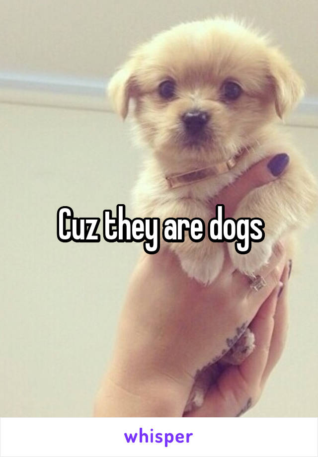 Cuz they are dogs