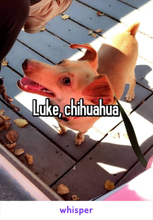 Luke, chihuahua 