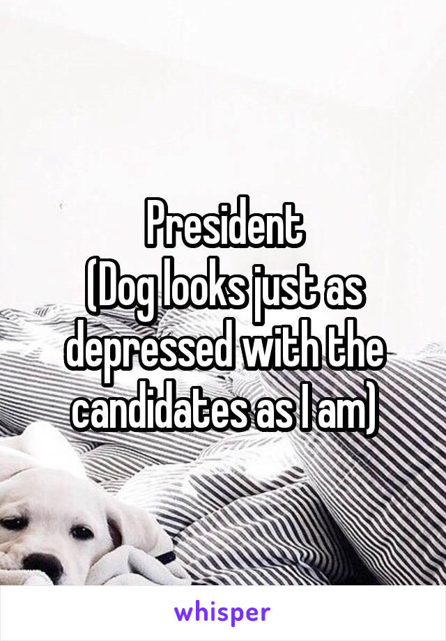 President
(Dog looks just as depressed with the candidates as I am)