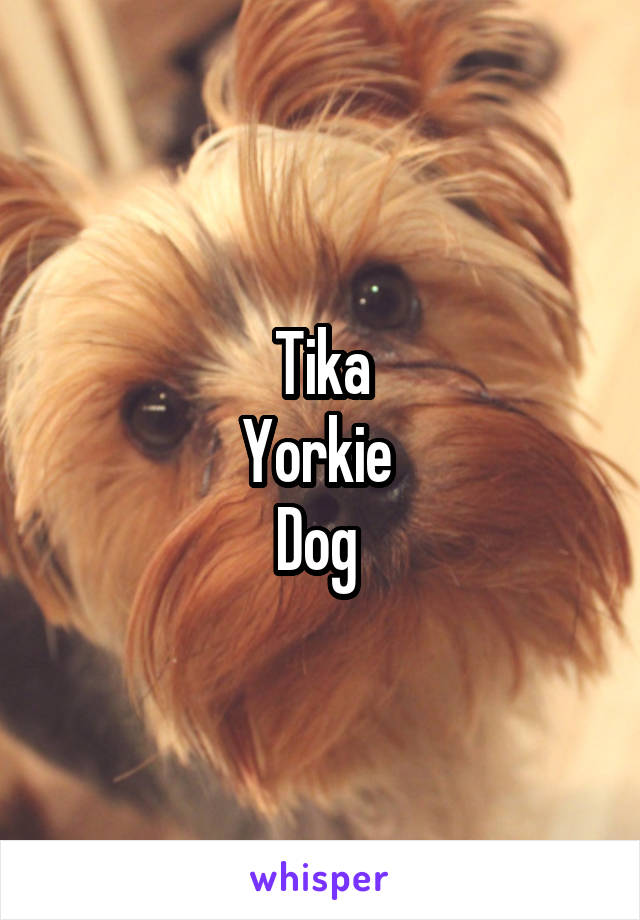 Tika
Yorkie 
Dog 