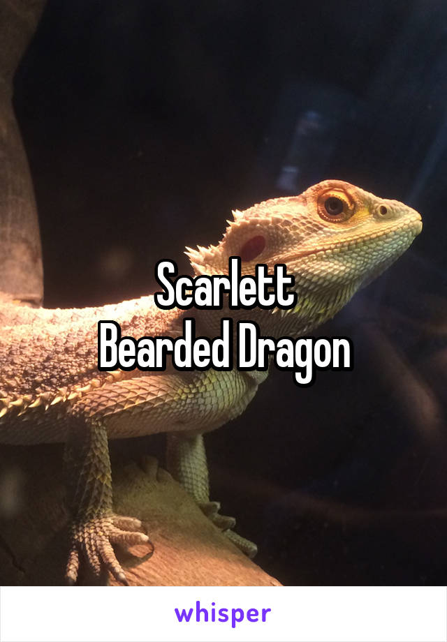 Scarlett
Bearded Dragon