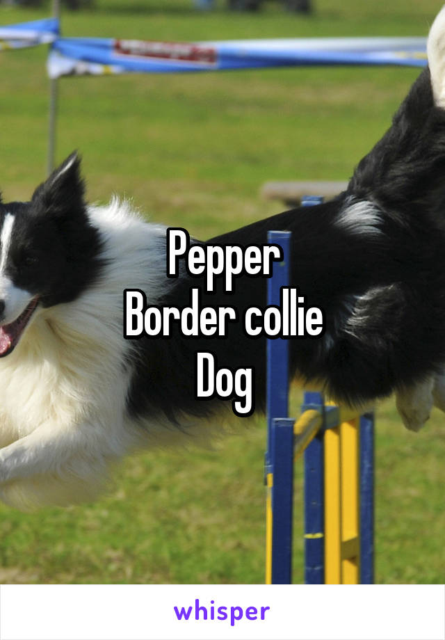 Pepper
Border collie
Dog