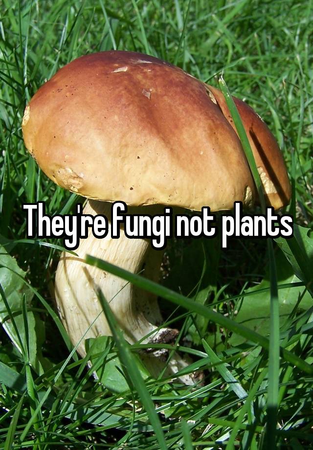 they-re-fungi-not-plants