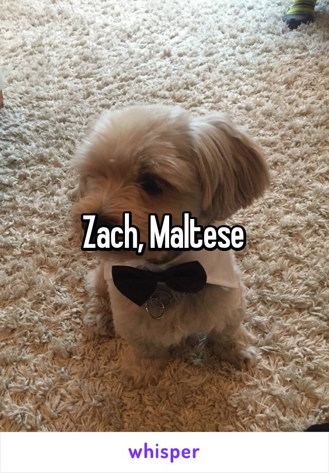 Zach, Maltese 