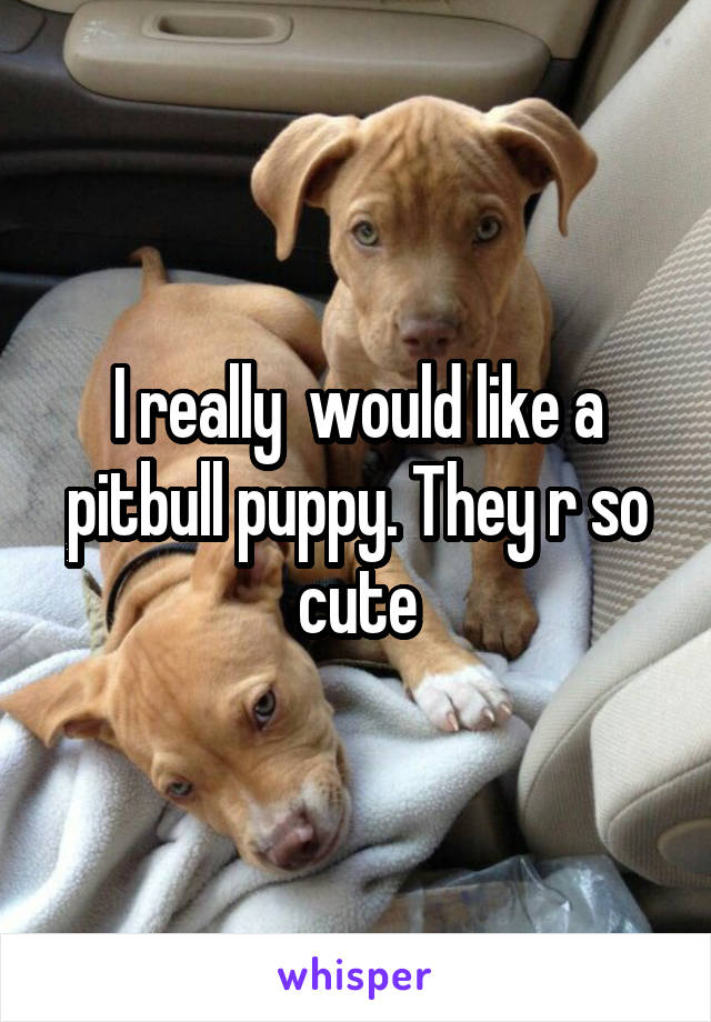 I really  would like a pitbull puppy. They r so cute