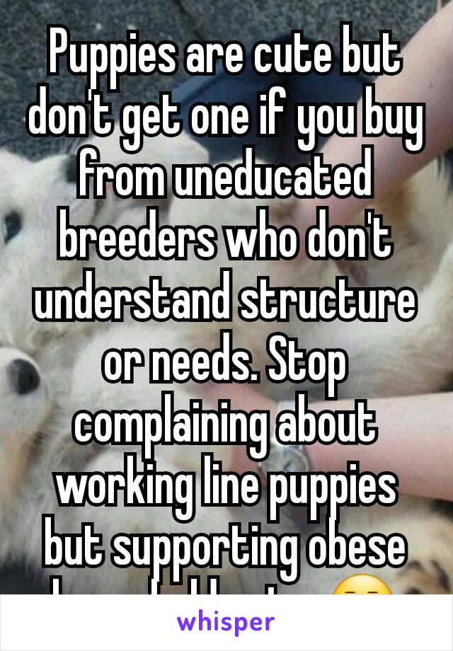 Puppies are cute but don't get one if you buy from uneducated breeders who don't understand structure or needs. Stop complaining about working line puppies but supporting obese household pets. 😒