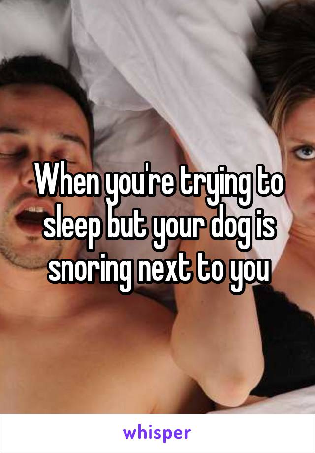 When you're trying to sleep but your dog is snoring next to you