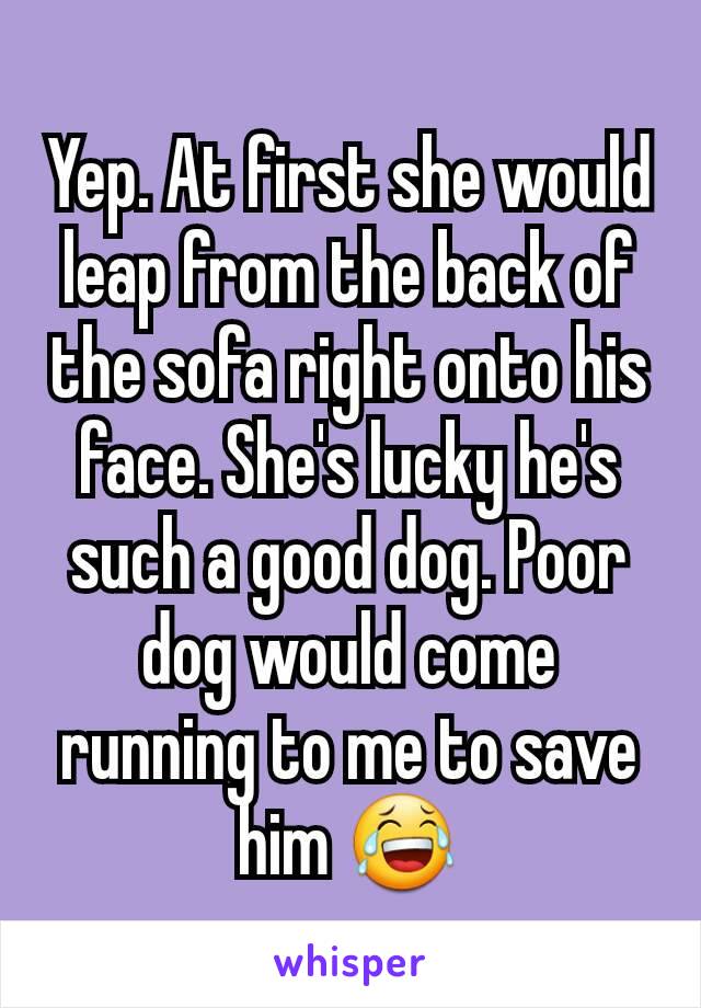 Yep. At first she would leap from the back of the sofa right onto his face. She's lucky he's such a good dog. Poor dog would come running to me to save him 😂
