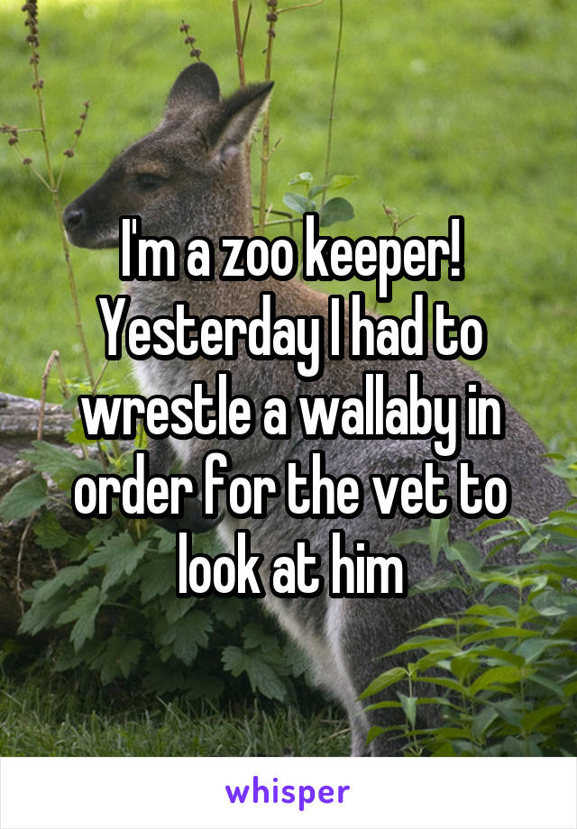 I'm a zoo keeper! Yesterday I had to wrestle a wallaby in order for the vet to look at him
