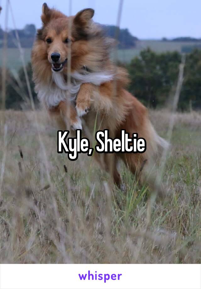 Kyle, Sheltie