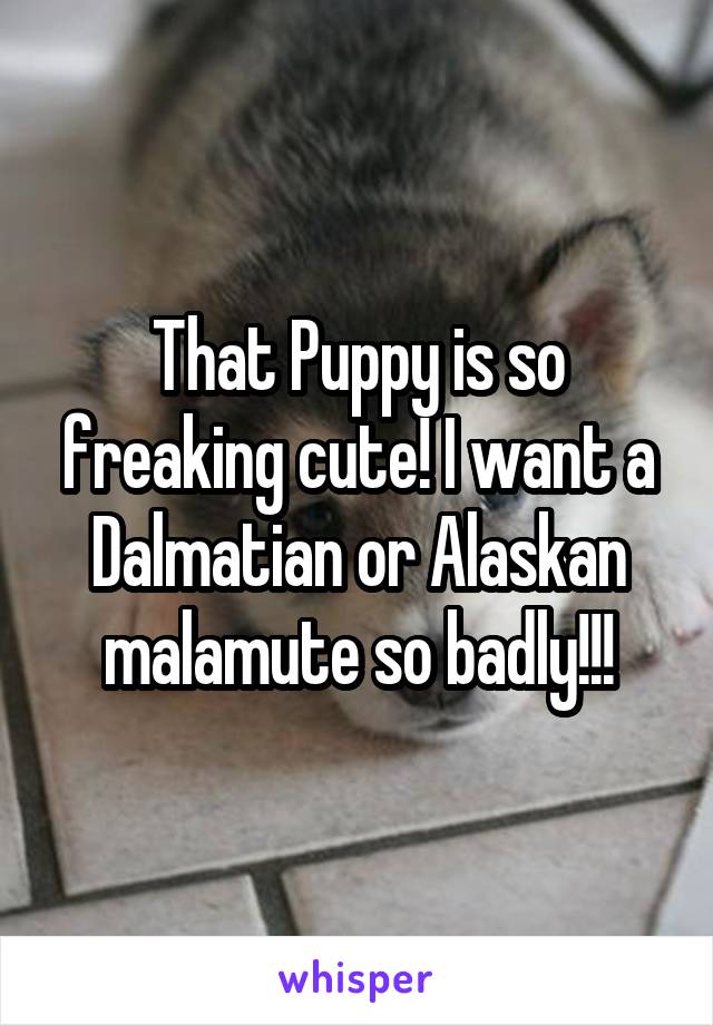That Puppy is so freaking cute! I want a Dalmatian or Alaskan malamute so badly!!!