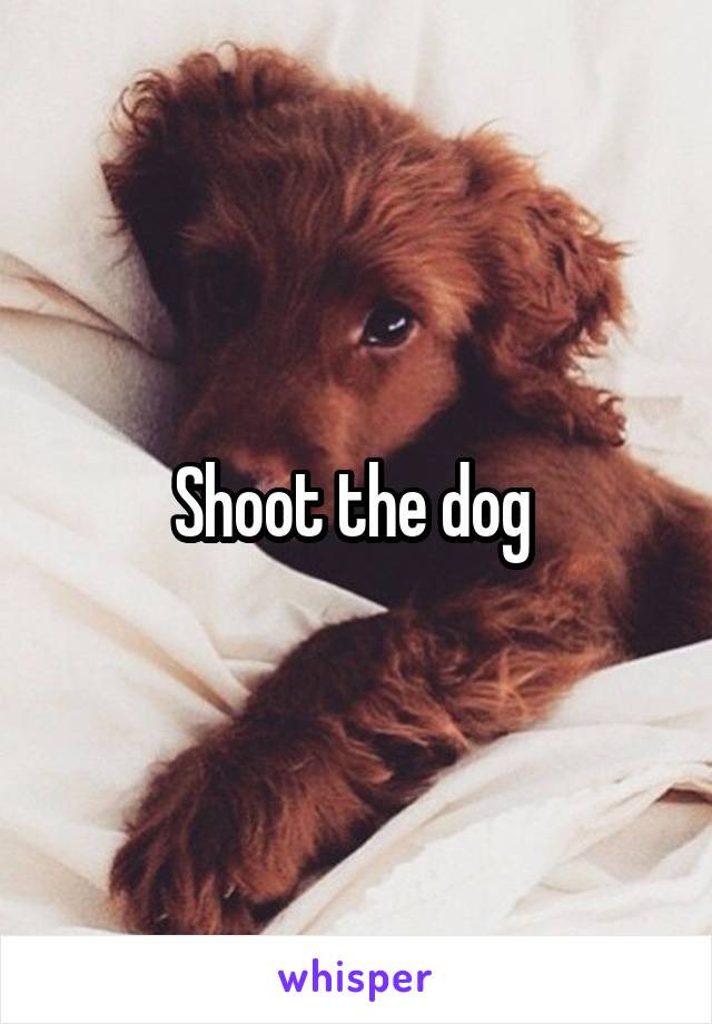 Shoot the dog 