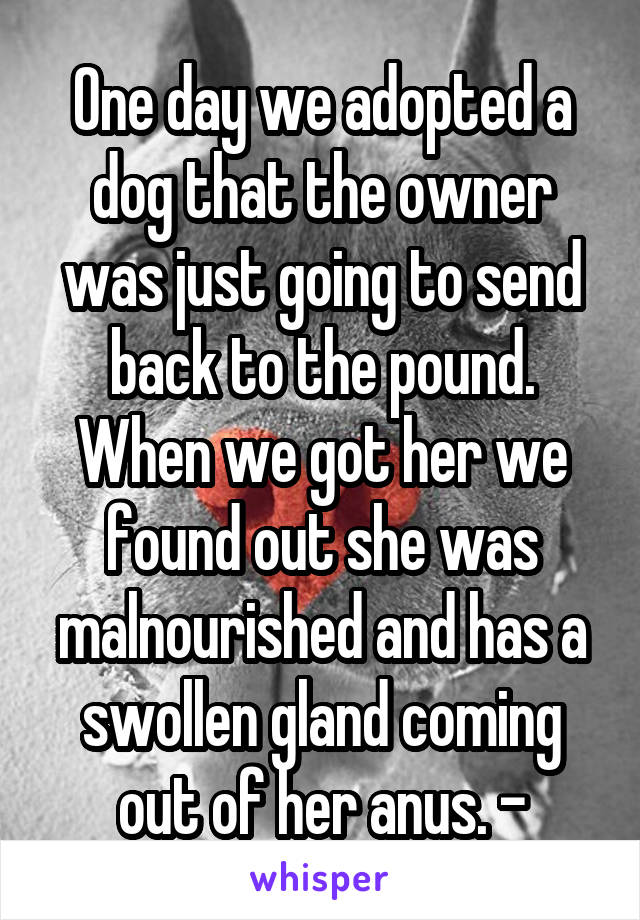 One day we adopted a dog that the owner was just going to send back to the pound.
When we got her we found out she was malnourished and has a swollen gland coming out of her anus. -