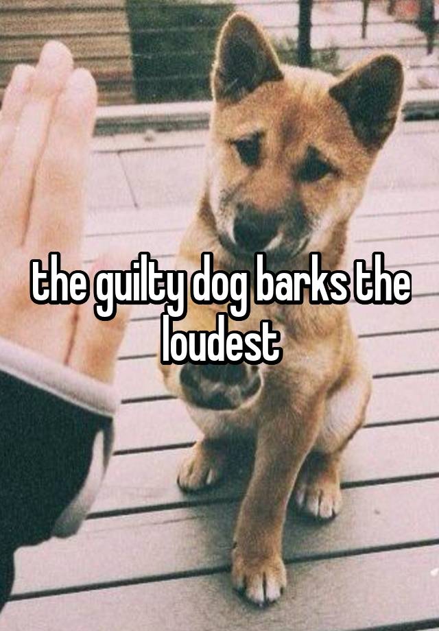 the guilty dog barks the loudest