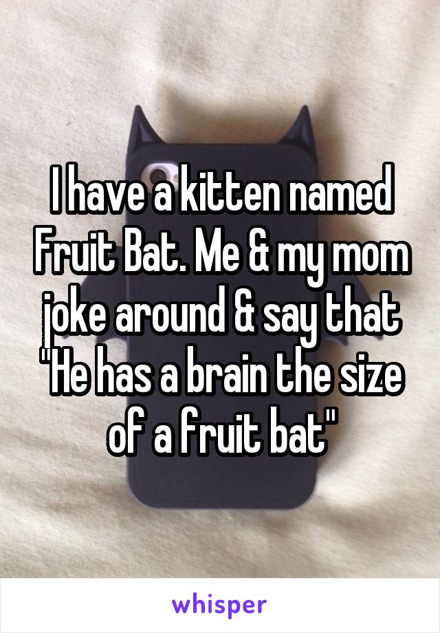 I have a kitten named Fruit Bat. Me & my mom joke around & say that "He has a brain the size of a fruit bat"