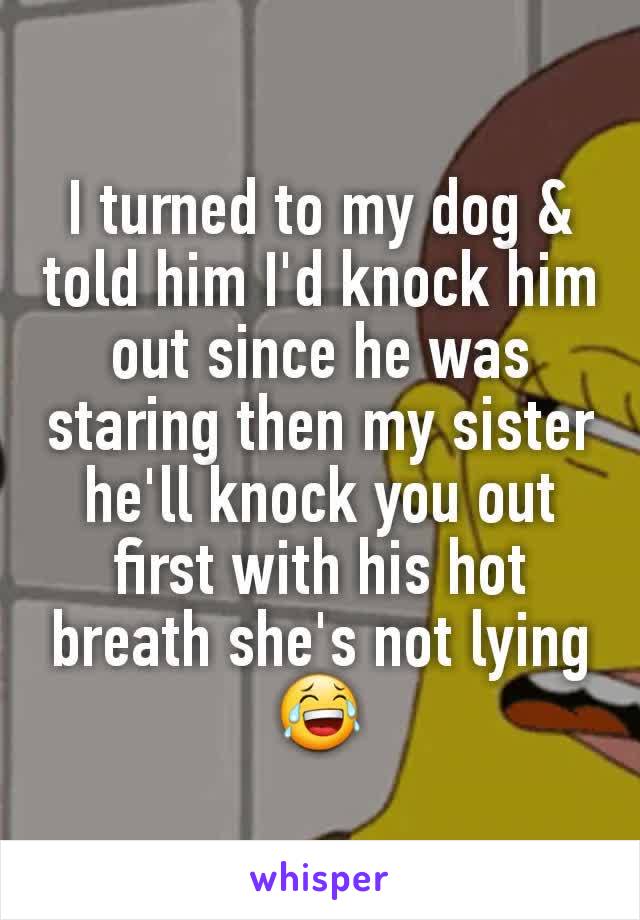 I turned to my dog & told him I'd knock him out since he was staring then my sister he'll knock you out first with his hot breath she's not lying 😂