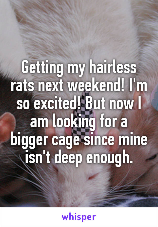 Getting my hairless rats next weekend! I'm so excited! But now I am looking for a bigger cage since mine isn't deep enough.