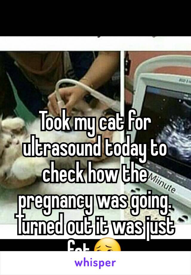 Took my cat for ultrasound today to check how the pregnancy was going. Turned out it was just fat😔