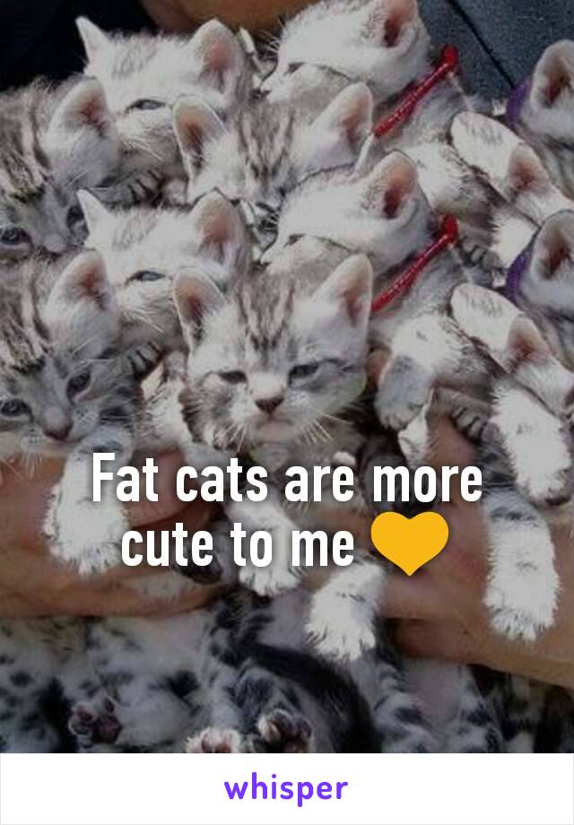 Fat cats are more cute to me 💛