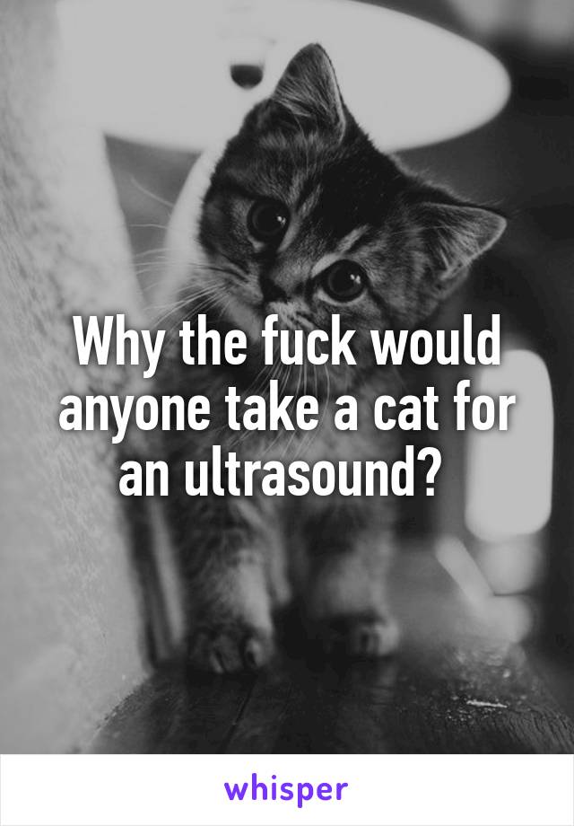 Why the fuck would anyone take a cat for an ultrasound? 