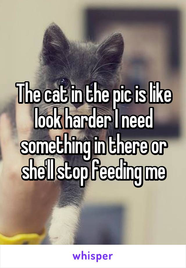 The cat in the pic is like look harder I need something in there or she'll stop feeding me