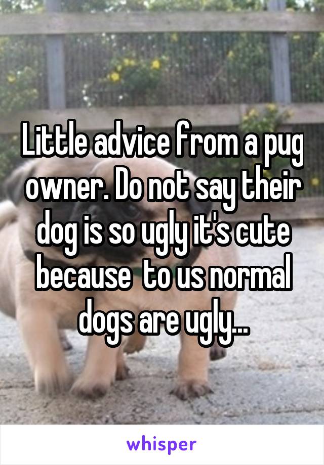 Little advice from a pug owner. Do not say their dog is so ugly it's cute because  to us normal dogs are ugly...