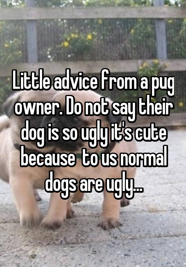 Little advice from a pug owner. Do not say their dog is so ugly it's cute because  to us normal dogs are ugly...