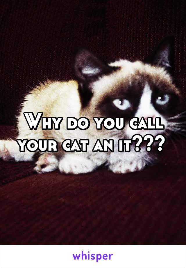 Why do you call your cat an it??? 