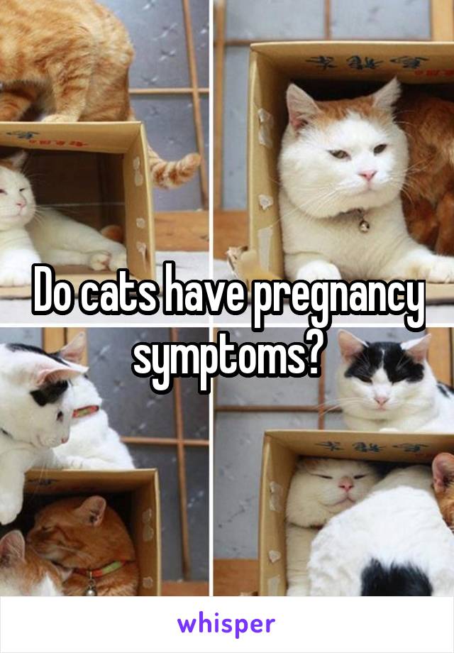 Do cats have pregnancy symptoms?