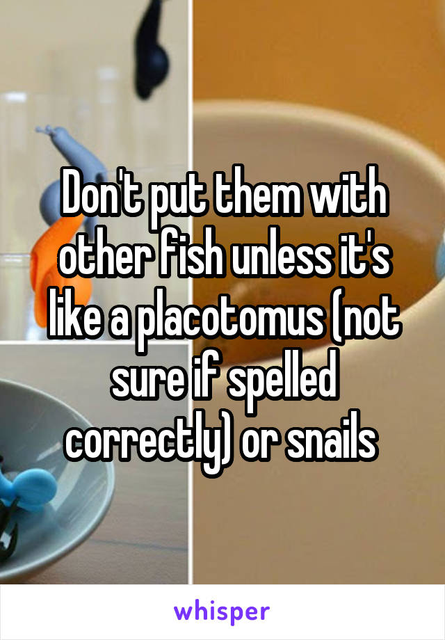 Don't put them with other fish unless it's like a placotomus (not sure if spelled correctly) or snails 