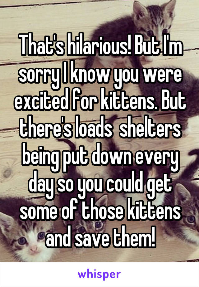 That's hilarious! But I'm sorry I know you were excited for kittens. But there's loads  shelters being put down every day so you could get some of those kittens and save them!