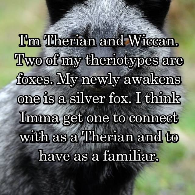 I'm An Adult Foxkin (Fox Therian), Are You? - HubPages