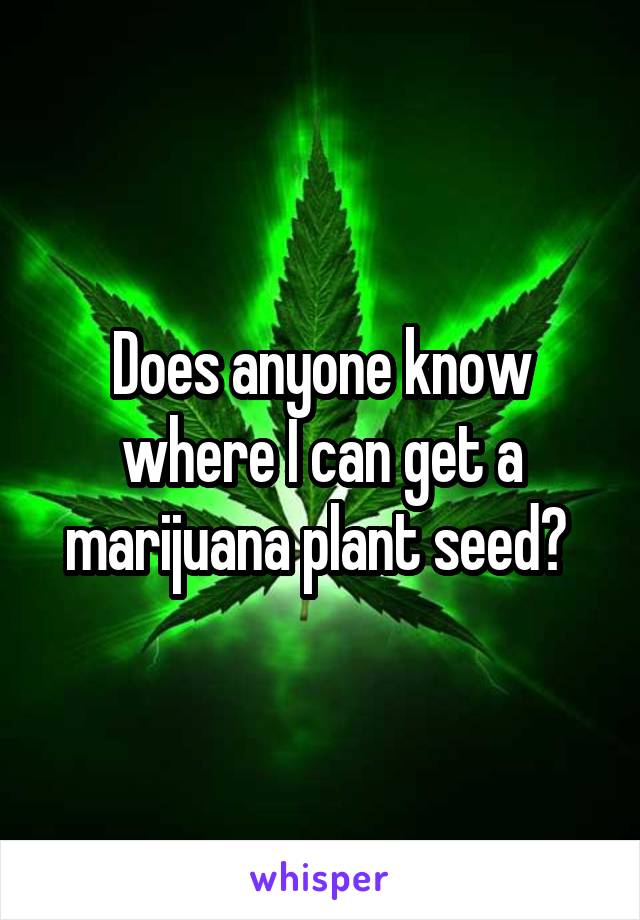 Does anyone know where I can get a marijuana plant seed? 