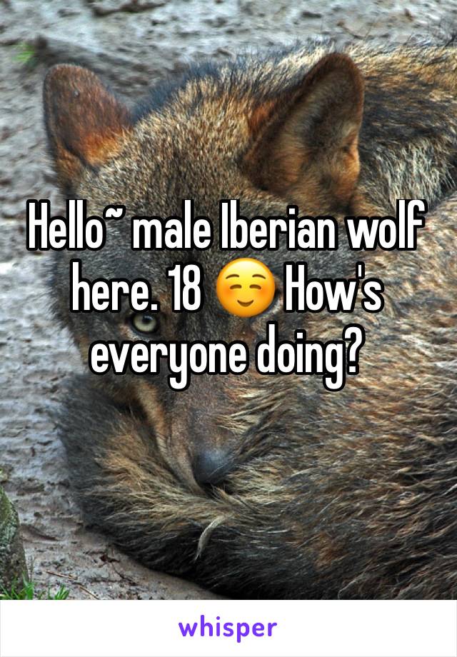 Hello~ male Iberian wolf here. 18 ☺️ How's everyone doing?
