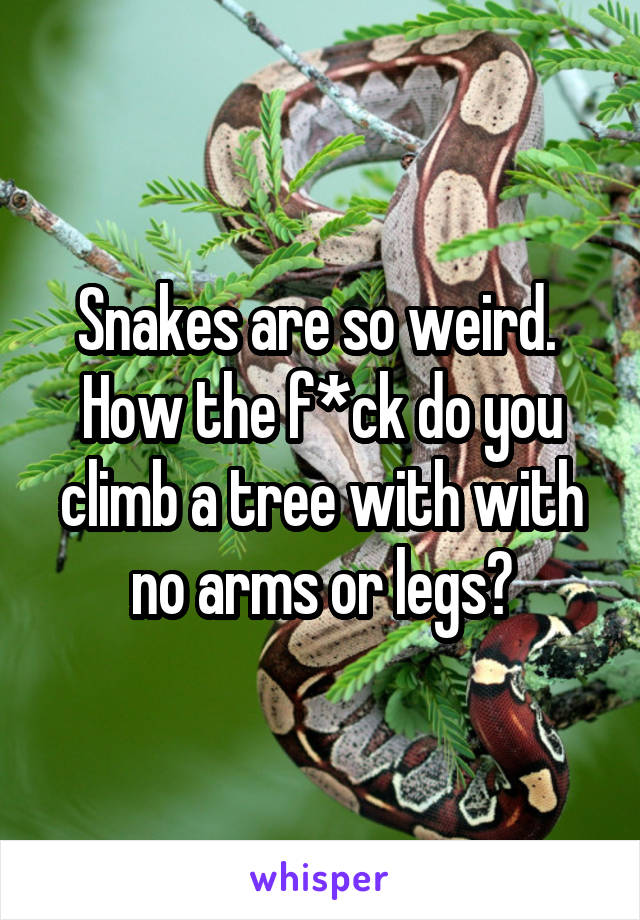 Snakes are so weird. 
How the f*ck do you climb a tree with with no arms or legs?