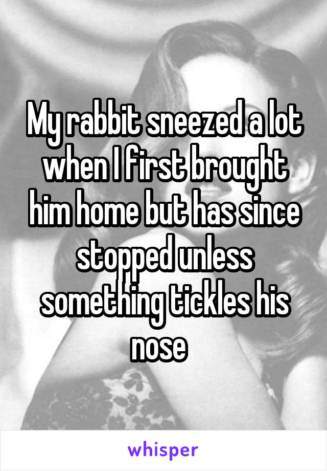 My rabbit sneezed a lot when I first brought him home but has since stopped unless something tickles his nose  