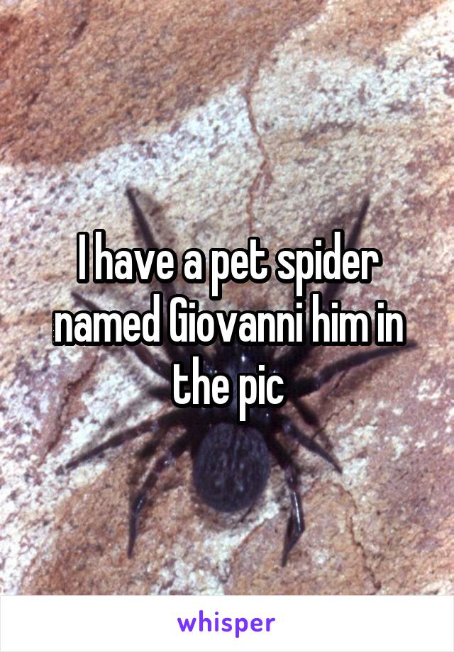 I have a pet spider named Giovanni him in the pic