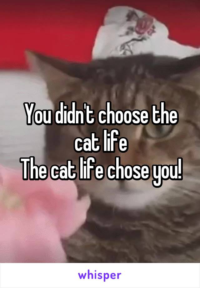 You didn't choose the cat life
The cat life chose you!