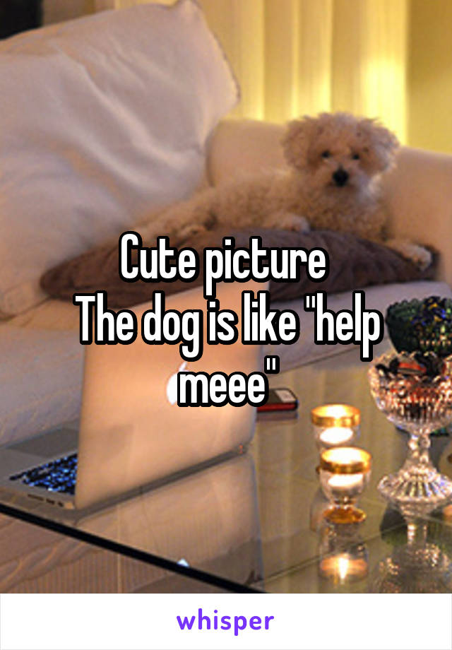 Cute picture 
The dog is like "help meee"