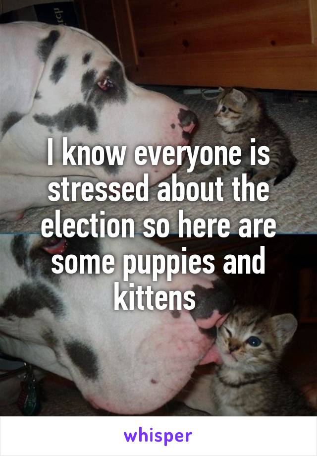 I know everyone is stressed about the election so here are some puppies and kittens 