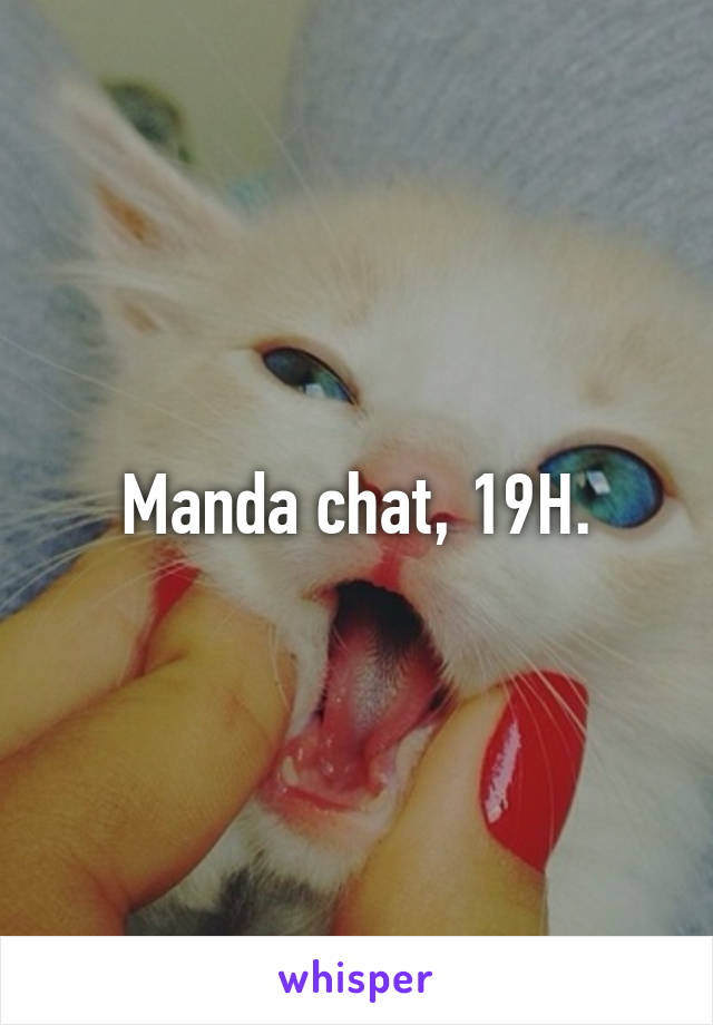 Manda chat, 19H.