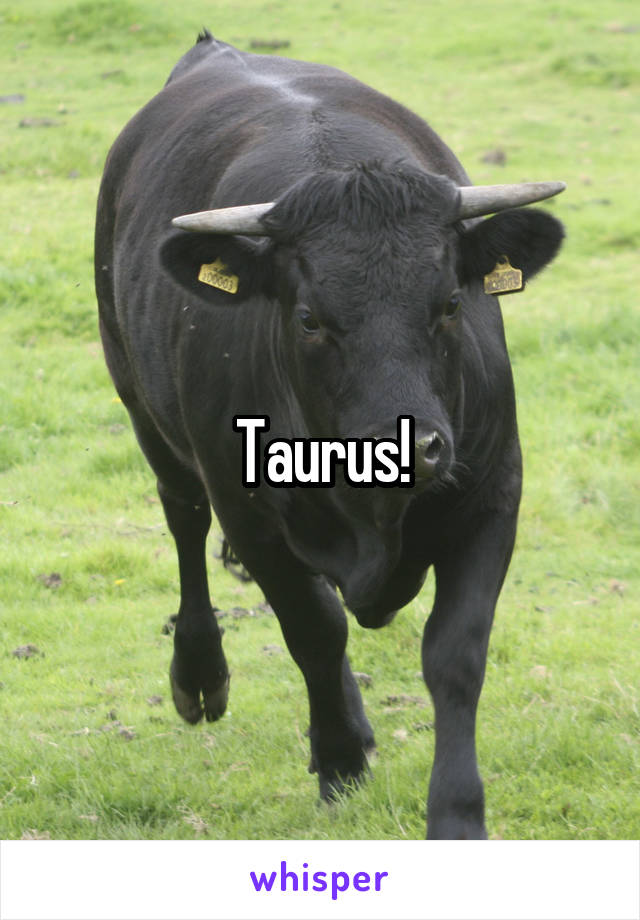 Taurus!